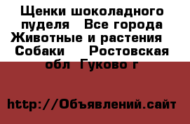 Щенки шоколадного пуделя - Все города Животные и растения » Собаки   . Ростовская обл.,Гуково г.